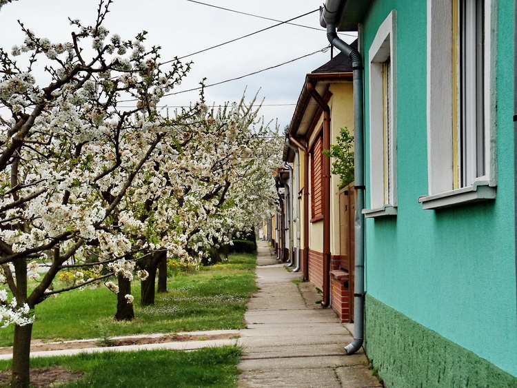 Sükösd - Virágzó cseresznyefák mellett a falu főutcáján