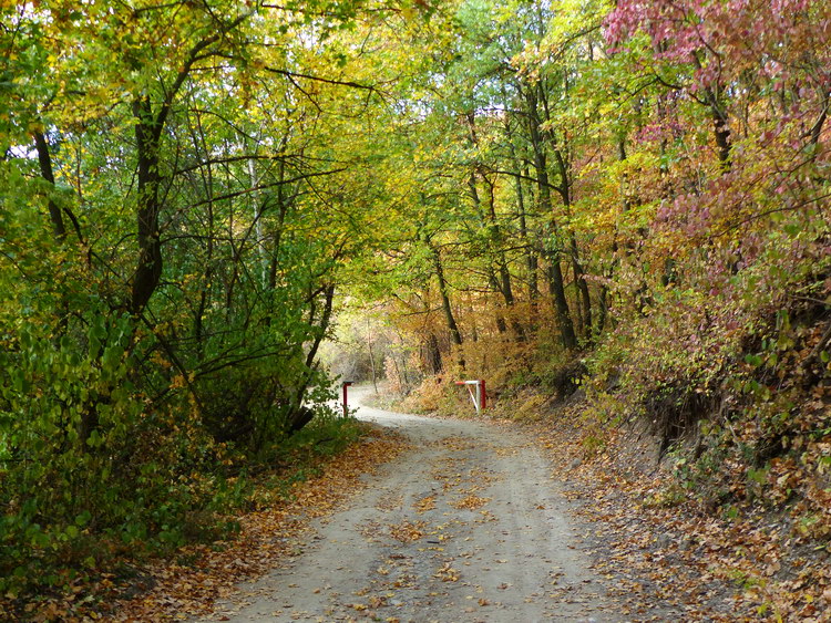Egy masszív fémsorompó előtt léptem be a legszebb őszi színekben pompázó erdőbe