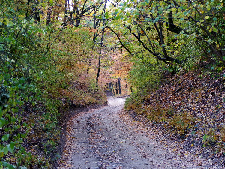 Mélyútként kanyargó keréknyomokon az őszi erdőben