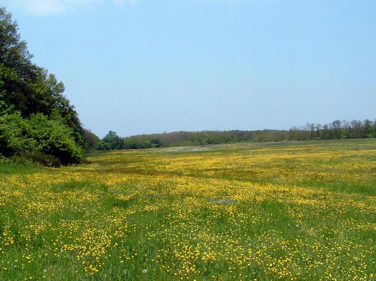 Flowery field before Sitke village