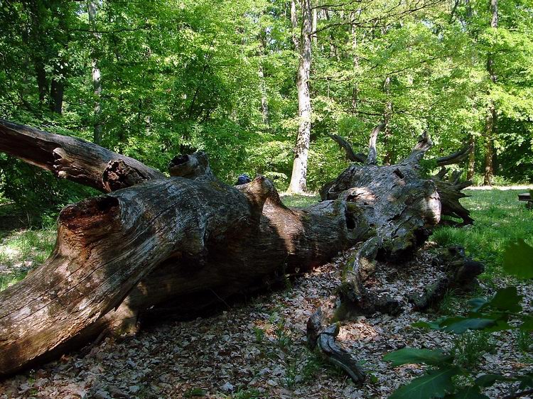 One of the old, fallen Banya Trees