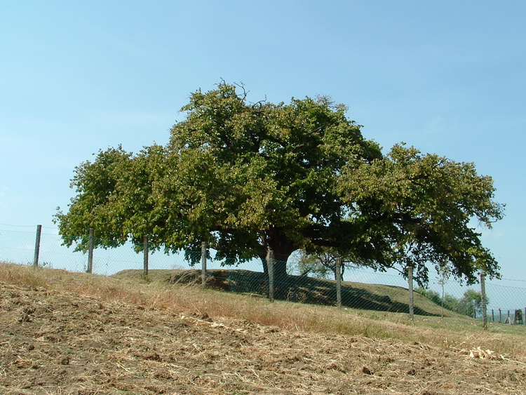 Romhány - A település határában áll a Rákóczi törökmogyórófa