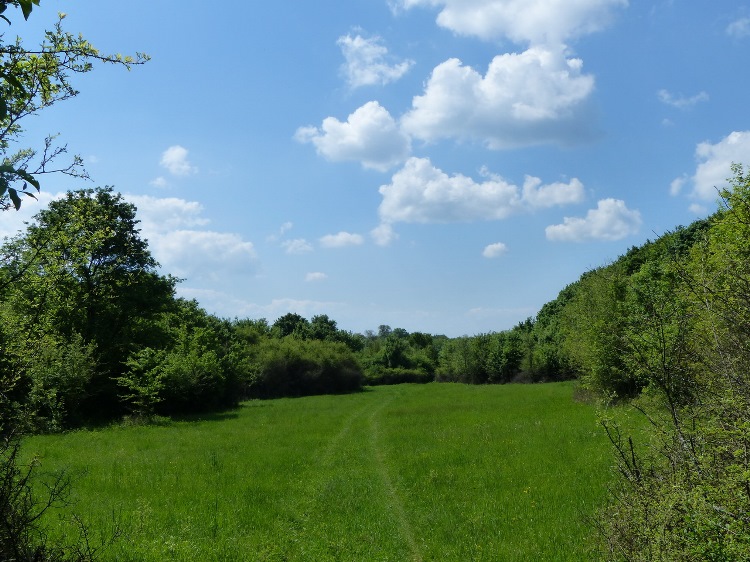 Grassy wheel tracks on the meadow of Mész-völgy Valley