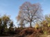Egy óriási hársfa áll őrt a Csobánkai-nyeregbe vezető út szélén
