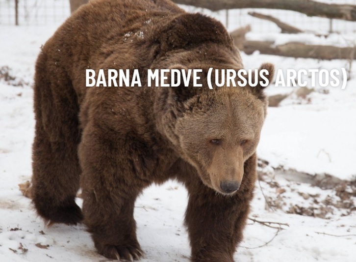 A barna medve. A kép a hivatkozott cikkből van átvéve!