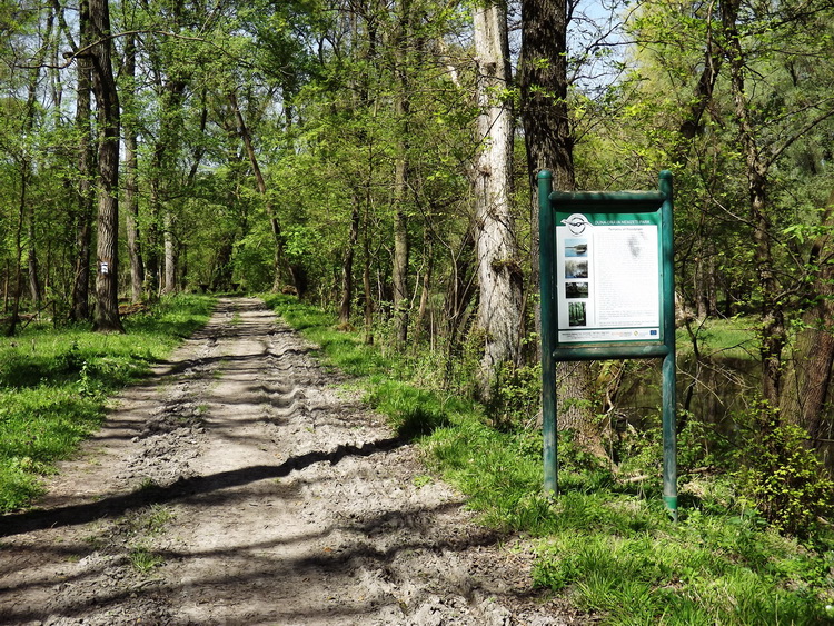Erdei földúton a Gemenci-erdőben