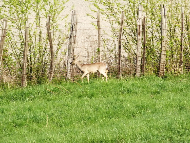 Eltévedt őzbak próbál kitörni a nemzeti park kerítésén
