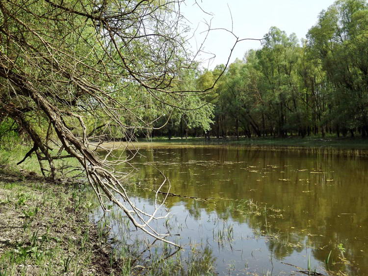 Lesétáltam pár lépéssel a Lassi-tó partjára