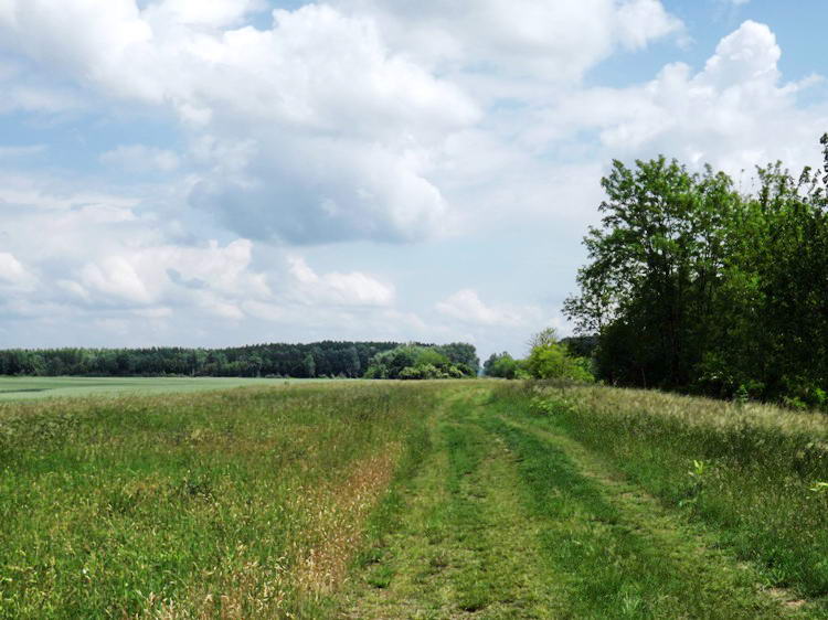 Füves keréknyomokon a főcsatorna partján