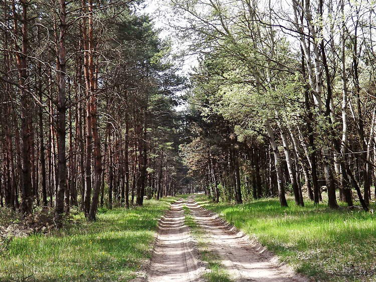 Órákig vándoroltam a Felső-Ásotthalmi-erdő nyiladékaiban