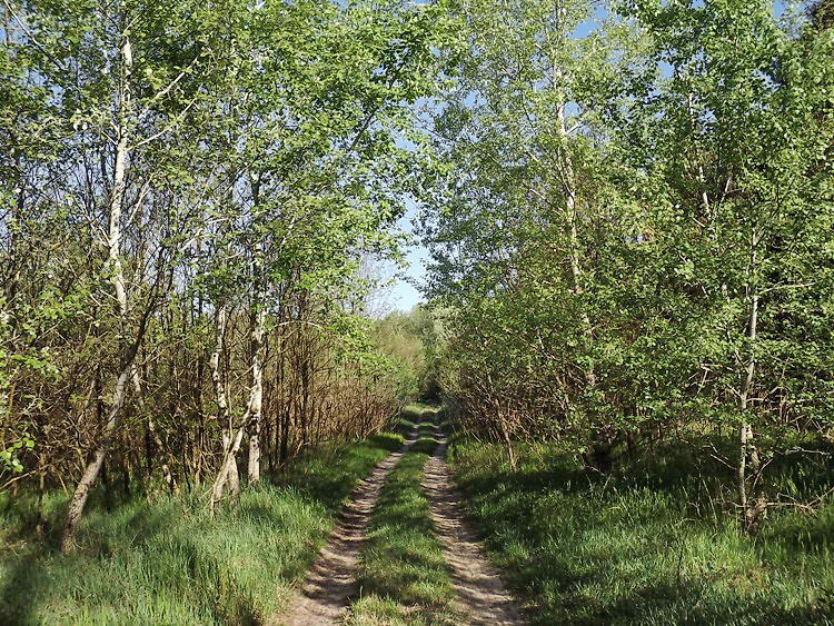 A Pusztaszeri-erdő földútjain 1.