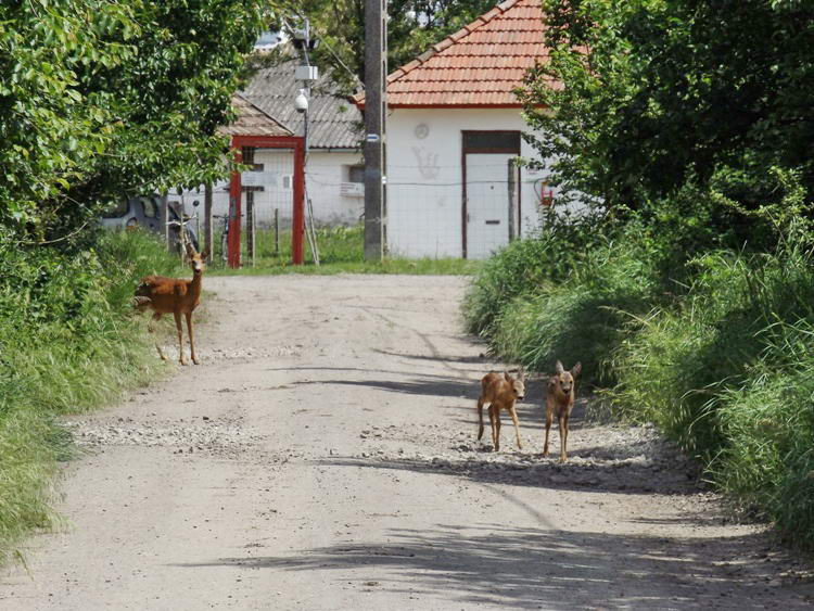 Őzikék tűntek fel előttem az úton