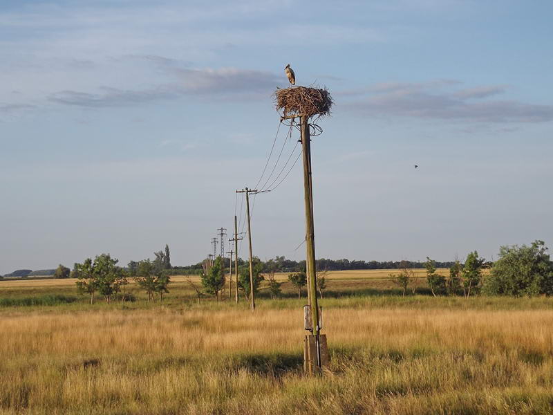 Fészkében álló magányos gólya