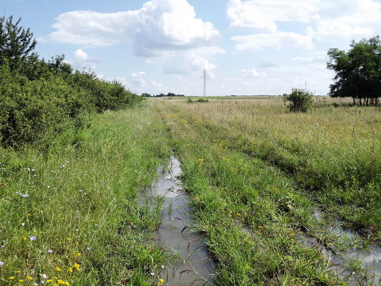 Vizenyős réteken keresztül vezetnek a keréknyomok