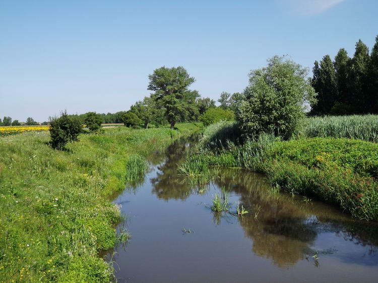 A Holt-Sebes-Körös Vésztő határában