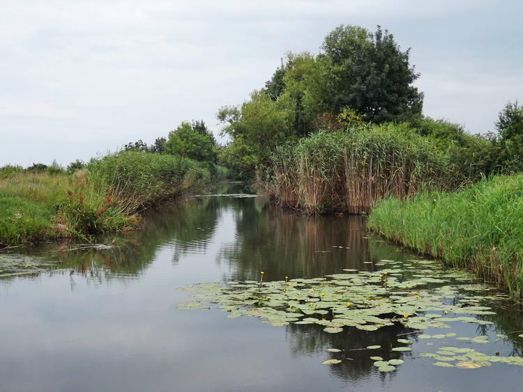 Egy kis szabad vízfelület a tavon