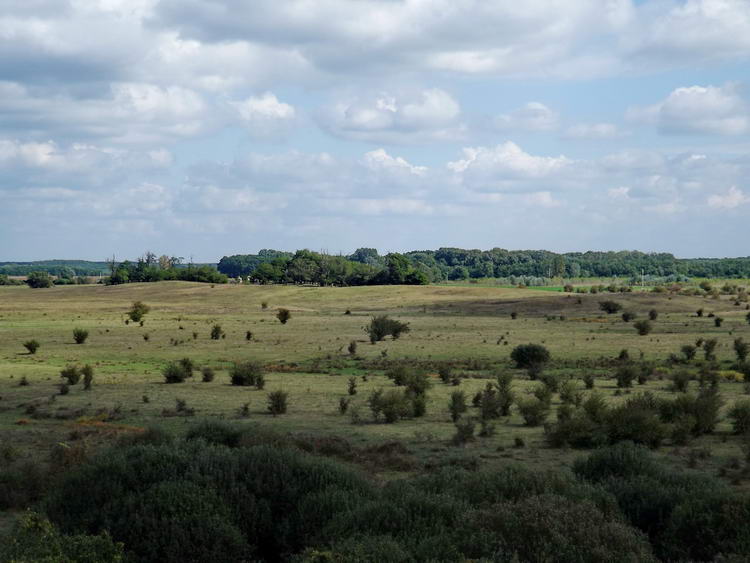 Kilátás a toronyból az erdős pusztákra