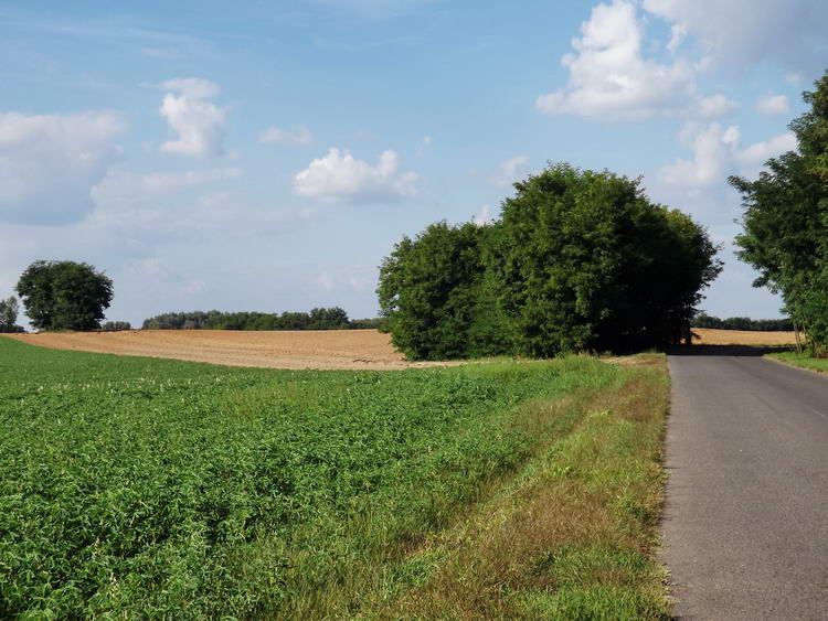 Keskeny aszfaltúton gyalogoltam át Nyírderzsről Kántorjánosiba