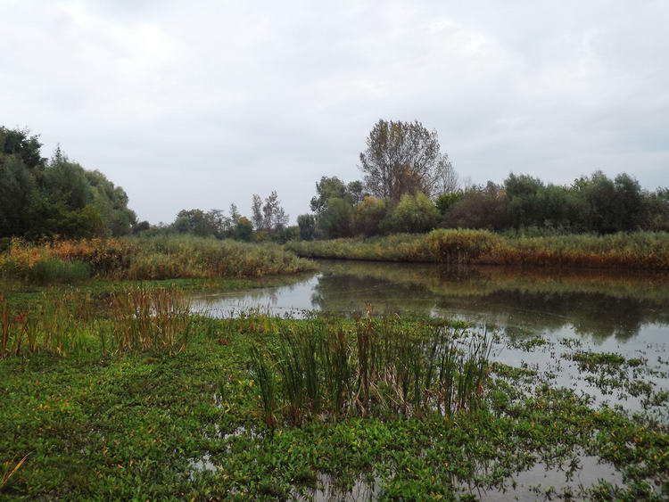 Karcsa - A Karcsa-csatorna tóvá szélesedik a faluban