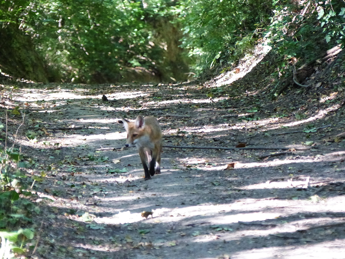 Róka ballagott velem szemben az erdei úton