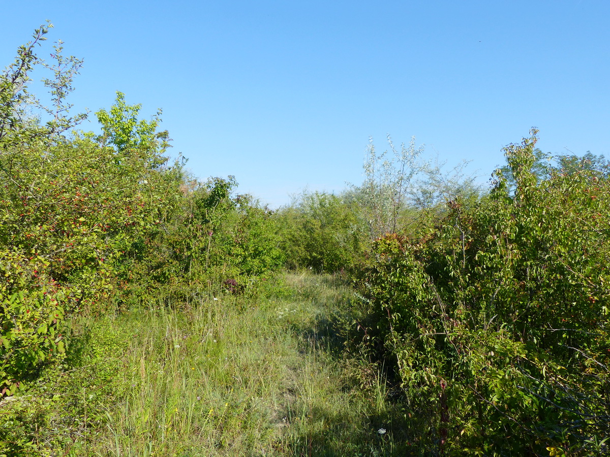 Alig járt nyomokon a Puszta-szőlők dombján