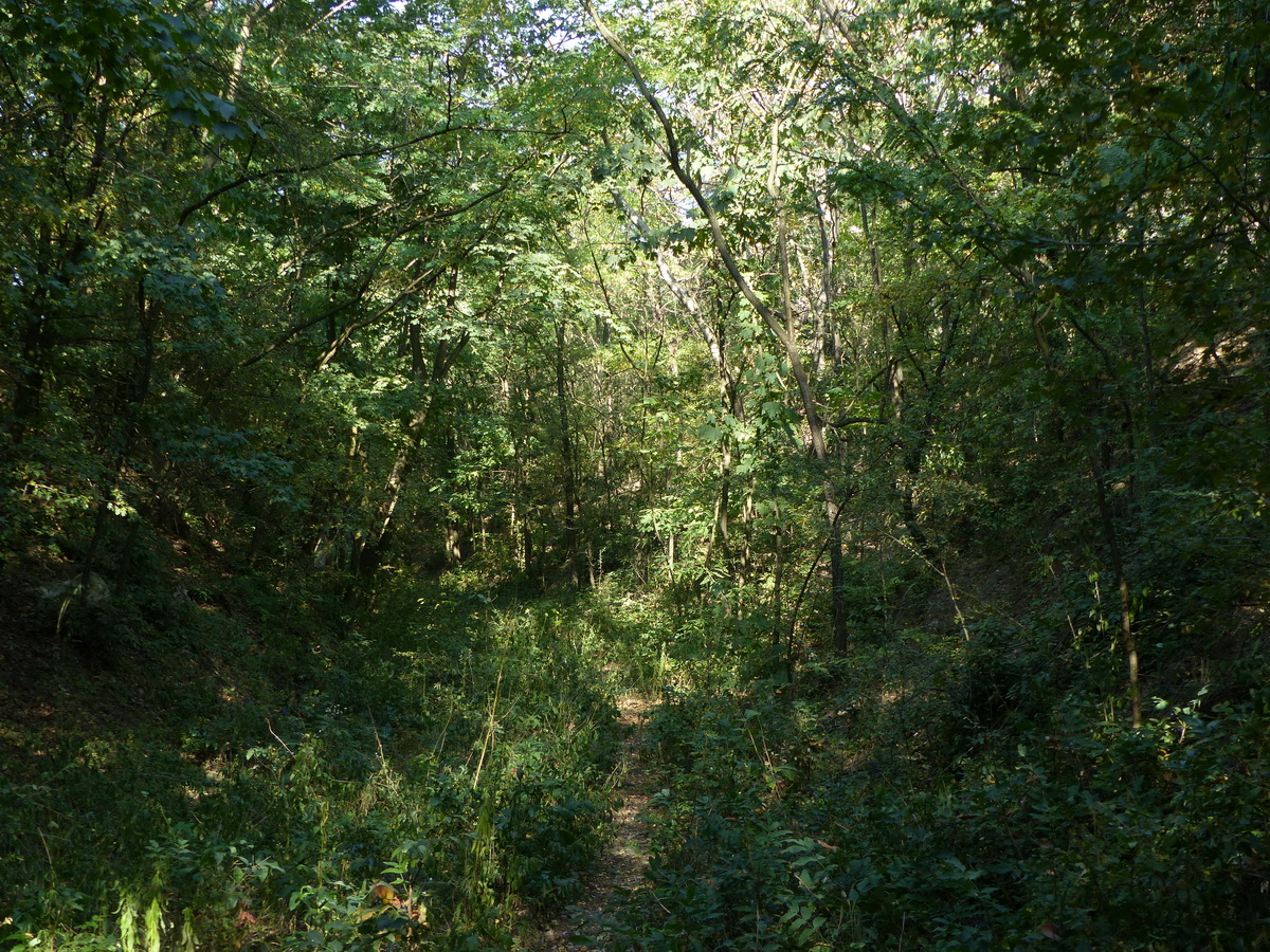 A Homokvasút benőtt nyomvonala