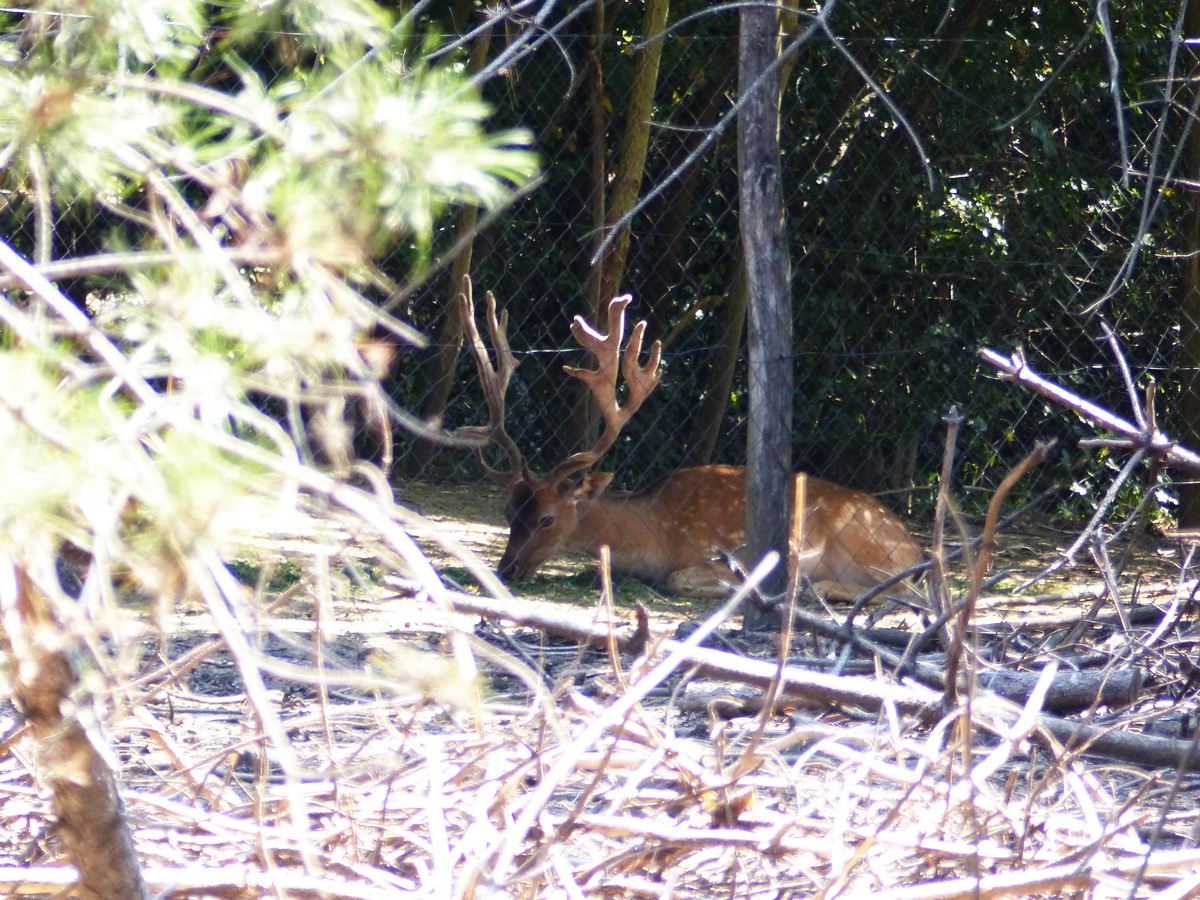 Gimszarvas a parányi vadasparkban