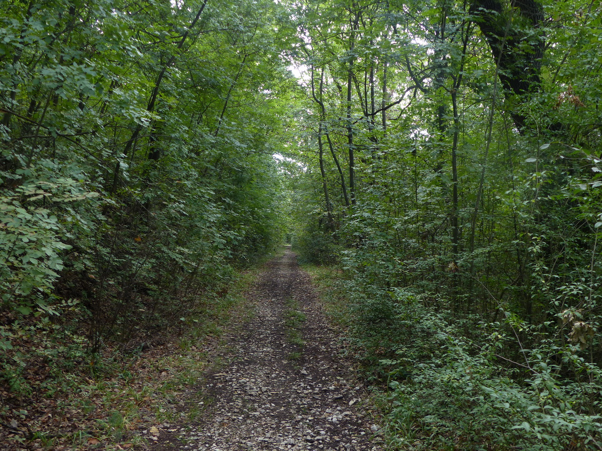 Jól kitaposott gyalogút vezet a Homokvasút hajdani nyomvonalán