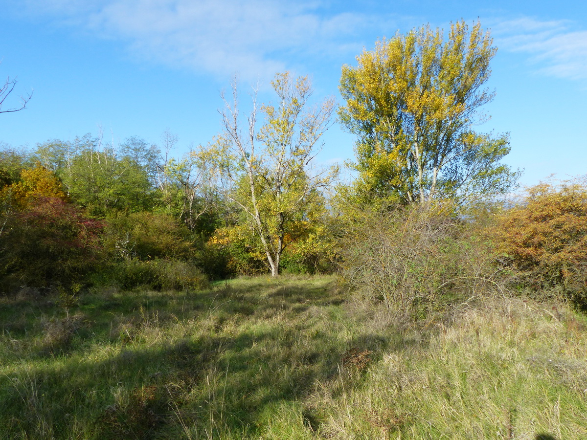 Ligetes erdőn vágtam át a szinte láthatatlan keréknyomokon