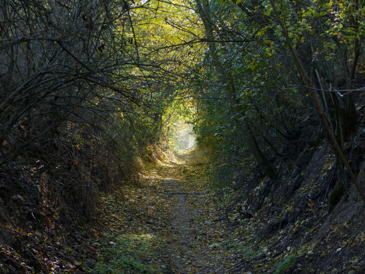 Fák és bozótos alagútjában kezdtem a kapaszkodást