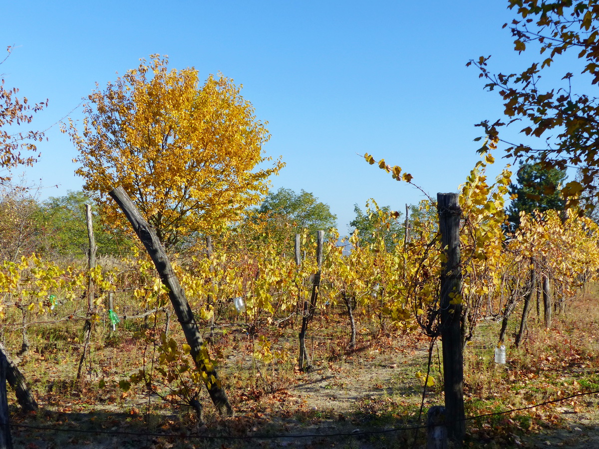 Szőlőskertek között folytatódott a hegymászás