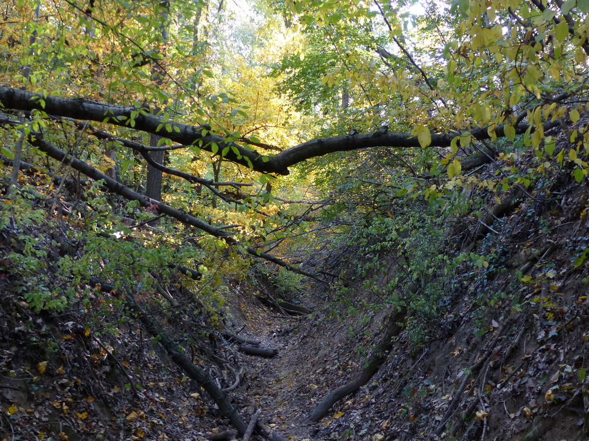 Felfelé a Cigány-völgyben