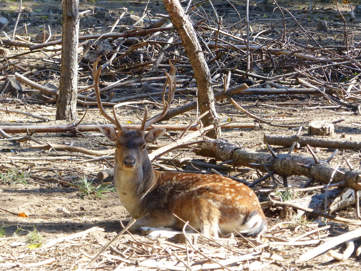 Pihenő gimszarvas a vadasparkban