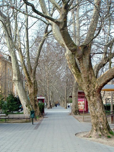 Szekszárd - A Bajcsy-Zsilinszky út platánsora