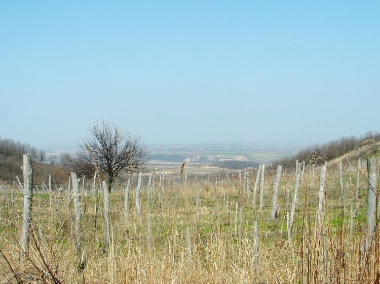 Szekszárdi-dombság - Kilátás észak felé