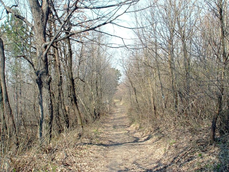 Szekszárdi-dombság - Erdei földúton 1.