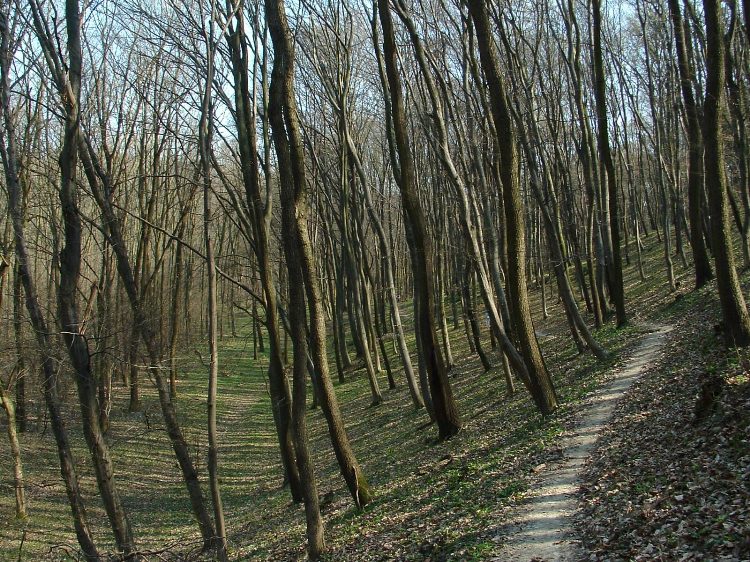 Szekszárdi-dombság - A Fazekas-völgyben
