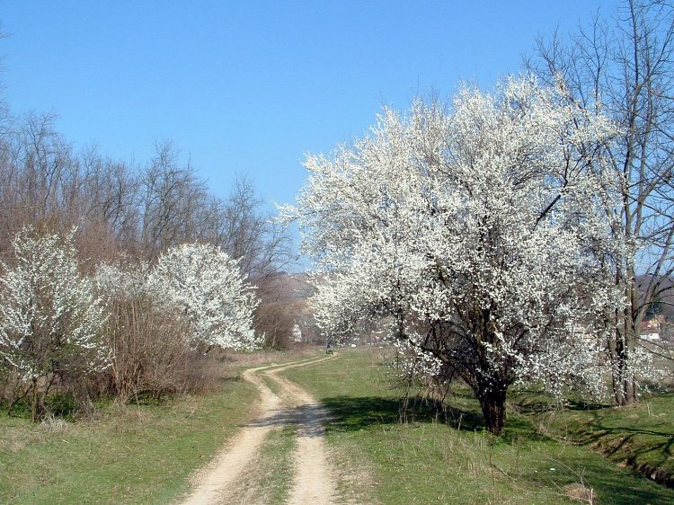 Szekszárdi-dombság - Virágzó fák között
