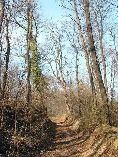 Szekszárdi-dombság - Földúton a gerinc felé