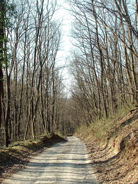 Szekszárdi-dombság - Erdei makadámúton Bátaapáti felé 1.