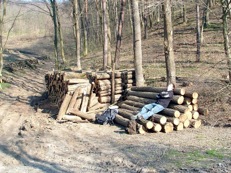 Szekszárdi-dombság - Pihenő egy farakáson