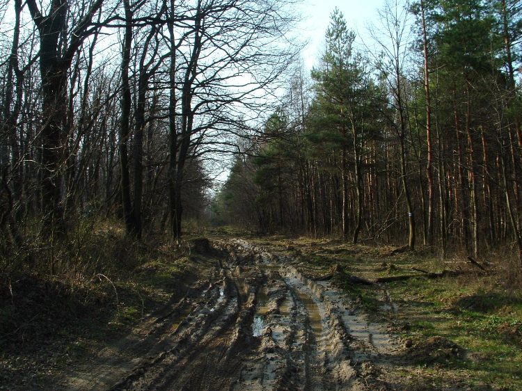 Szekszárdi-dombság - Sáros erdei út