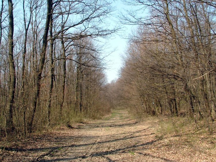 Szekszárdi-dombság - Erdei úton