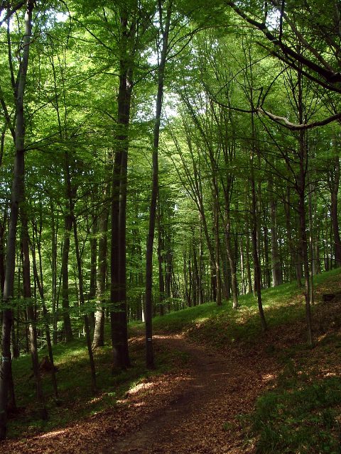 Mecsek - A Hidasi-völgyben 1.