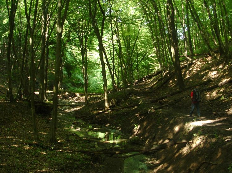 Mecsek - A Hidasi-völgyben 4.