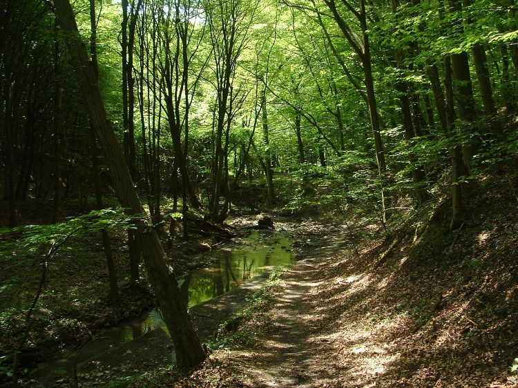 Mecsek - A Hidasi-völgyben 10.
