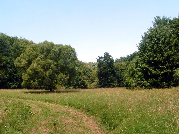 Mecsek - Zobákpuszta 1.