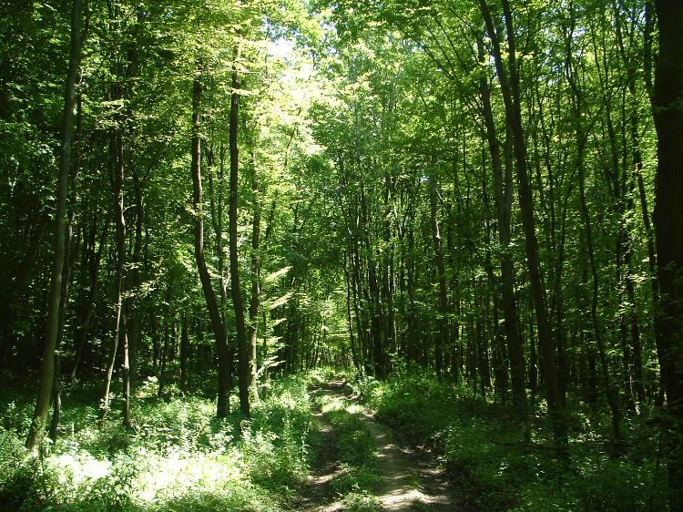Mecsek - A Köves-tetőn 1.