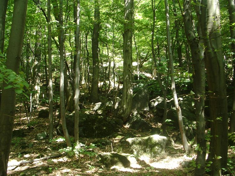 Mecsek - A Köves-tetőn 4.
