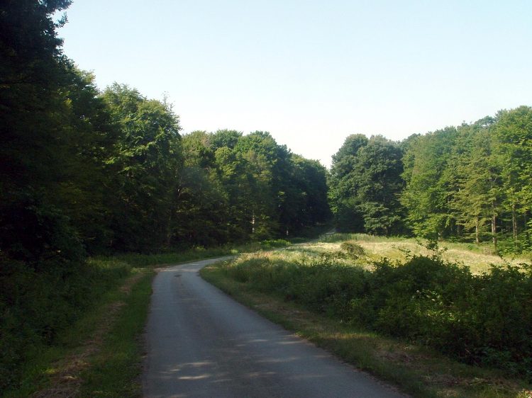 Mecsek - Árpádtető felé 1.